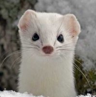 Самый милый говоришь, а мы как же ?