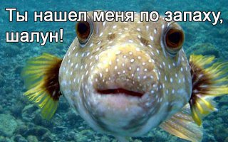 Прикольные картинки