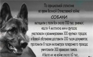 Эх,братцы... Служебная собака-это судьба и тяжелый крест. Расходный материал. Дрессура-голод,удавка и палка. Переломить и подчинить полностью.
Но без этого никак к сожалению. Когда свою дрессировали с мчсником- народ грозил полицию вызвать. Не выдержали-ушли в городской клуб.
Помнить надо об их вкладе и на границе, и на таможне и на спасательных операциях.