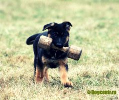 Эх,братцы... Служебная собака-это судьба и тяжелый крест. Расходный материал. Дрессура-голод,удавка и палка. Переломить и подчинить полностью.
Но без этого никак к сожалению. Когда свою дрессировали с мчсником- народ грозил полицию вызвать. Не выдержали-ушли в городской клуб.
Помнить надо об их вкладе и на границе, и на таможне и на спасательных операциях.