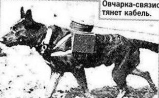 Эх,братцы... Служебная собака-это судьба и тяжелый крест. Расходный материал. Дрессура-голод,удавка и палка. Переломить и подчинить полностью.
Но без этого никак к сожалению. Когда свою дрессировали с мчсником- народ грозил полицию вызвать. Не выдержали-ушли в городской клуб.
Помнить надо об их вкладе и на границе, и на таможне и на спасательных операциях.