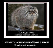 Спасли манула от собак