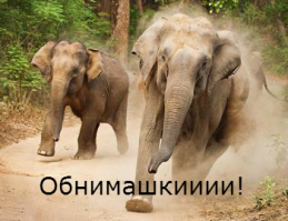 Слонёнок хочет на ручки