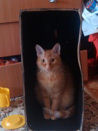Жена хотела рыжего, я хотел сфинкса... в итоге у нас котейка плод любви породистой Сфинкс-мамы и дачного рыжего бандита.