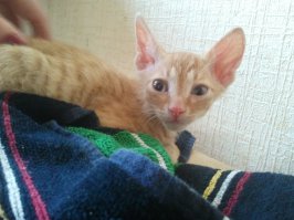 Жена хотела рыжего, я хотел сфинкса... в итоге у нас котейка плод любви породистой Сфинкс-мамы и дачного рыжего бандита.