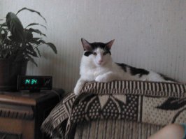 Отличный кошарик получился. Я своего тоже почти так покупал (за 1000 руб правда). Фотки в день покупки не осталось. Через несколько недель он оброс до такого как на первой фотке. Ну а потом вырос до такого как на второй фотке.
И пофиг что непородистый - по характеру кот отличный.