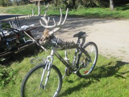 Как нужно поступать с веловорами. Бразильская версия