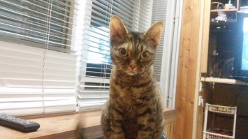 Мы тоже хотели сфинкса... Но на фотке они смотрятся намного милее чем в жизни.В жизни это полный ахтунг)) Сошлись на девонширике.