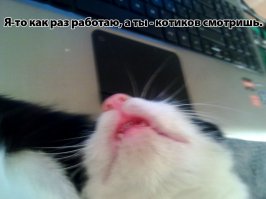 Лучше всего работать дома. И кошке спокойнее - она при деле.