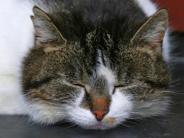 был у моего деда сосед пасечник в деревне, сдружились они на почве совместного увлечения - пчеловодства, оба в то время уже были на пенсии, сосед был бывшим нефтяником, и по тем советским временам бы довольно крутым, так как у него был УАЗик, по советским временам на селе это была незаменимая машина, сей предок современных джипов был на удивление всепогодным вездеходом и способен был преодолеть не малые расстояния по любому бездорожью и в дождь и в снег.
Но впрочем речь не о нём, был у этого соседа кот, даже не кот а котище, это была настоящая бандитская морда, вся в шрамах и с обрызганными ушами. Кроме этого кота в деревне котов не было, он кого убил кого прогнал, в деревне жили одни кошки и он к ним поочерёдно наведывался, а также посещал окотившихся кошек и давил весь молодняк мужского пола.
И жил - этот кот припеваючи лет 5-7 до одного случая.
Приехав погостить к деду и зайдя к соседу по каким, не помню уже каким делам, я не увидел кота, который очень любил валятся на крыше мастерской во дворе. Спросив соседа, где его кот я услышал такую историю:
Перед новым годом сосед пошёл в колхоз и ему председатель выделил часть говяжьей ноги с бойни весом килограмм 5-6, так как была зима и стояли трескучие морозы, сосед не стал её разделывать, а оставил на летней кухне на столе, закрыл дверь и пошёл спать отложив хлопоты на утро.
Утром открыв дверь на летнюю кухню сосед увидел кота, раздувшийся как шар кот еле вышел на улицу и даже не лёг, а просто боком упал в снег.
Ещё ничего не понимая сосед зашёл на кухню и увидел ногу (вернее то что от неё осталось), на столе лежала почти обглоданная кость, кот всю ночь её ел.
Так как мяса взять по сути было негде, сосед был в ярости, взяв кота в охапку и загрузив его в УАЗик, он вывез его за 70 км в соседний район и там отпустил, кот домой не вернулся....