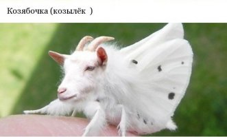 Зайцекрыл, пёсодил и другие монстры пугающей таксидермии