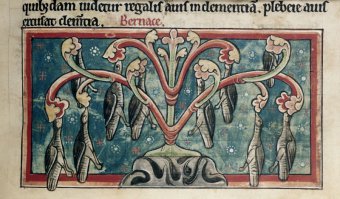 Да пожалуйста! Казарки, растущие на дереве.