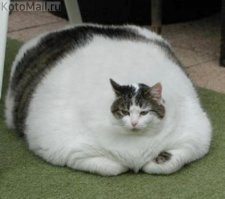 Котики с лишним весом, да-да и такое бывает! 