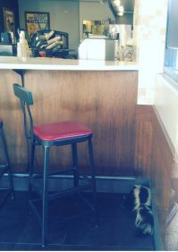 скунс на кухне это жесть