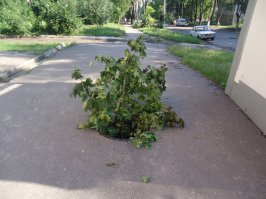 Вот вам настоящее произведение искусства: бонсай в люке! Такого чуда даже в Японии нет!