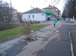 Вот вам настоящее произведение искусства: бонсай в люке! Такого чуда даже в Японии нет!