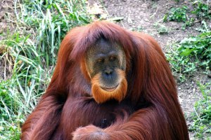 прикольно, но... автор, вот орангутан, а на второй фотке павиан-сфинкс!