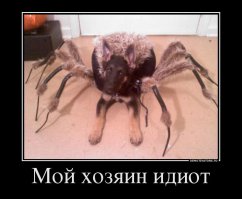 31 жутковатый, но милый костюм на Хэллоуин для домашних животных