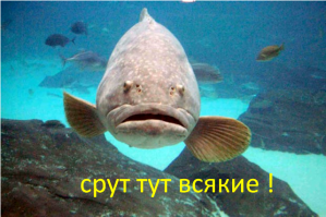 Редкие подводные кадры исчезающей морской жизни