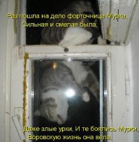 Кот - форточник