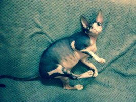 мой лысый малыш)