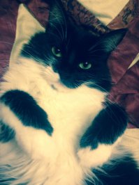 Моя котейка)))