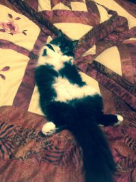 Моя котейка)))