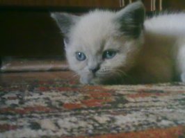 Милый карапуз 