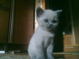 Милый карапуз 