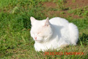 а вот мой осенний Британец :)))