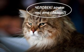 Достойный поступок! Человек спас провалившегося под лед пса