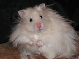 не, пауки это не моё...

мои вот.