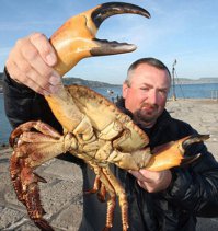 Ну тогда держи краба.