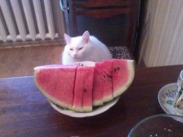 У меня кот всеядный.Арбуз,дыню,сливу,огурцы и помидоры свежие и соленые,даже грибы маринованные жрет.Я уж не говорю о мясных продуктах, птице и предназначенных только для него вещах.В общем аппетит у него хороший.:)