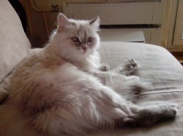 Было-стало. Моя кошка, зовут "Вата"
