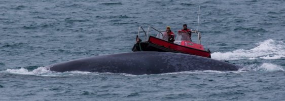 Антарктида большая. Намешаны в кучу много мест, включая Арктику. Узнал о. Кувервиль, Питерман, Южную Георгию, Шпицберген. 
Вот, голубой кит, снято на Шпице.