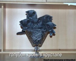 Демотиваторы для поднятия настроения