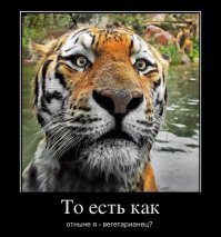 Тигр на дороге