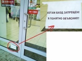 31 случай, когда коты были по-настоящему добрыми