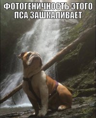 Под Муссолини косит .:)