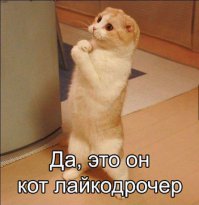когда вижу подобные посты с котиками