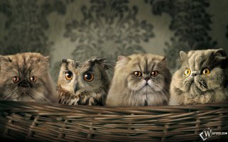 Найди кота на фотографии или настоящие мастера маскировки