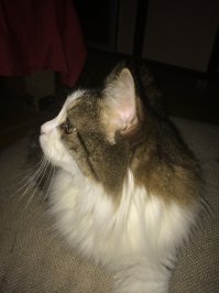 Да,мы в ответе)У нас кот.Вот этот негодяй)Гад редкостный,периодически обоссывает углы,требует открыть ему окно зимой в -20 истошными воплями,скачет ночью по нам и плевать ему,что спим,лезет во все тарелки во время нашей трапезы(видите ли у нас вкуснее)Но все равно,ни смотря ни на что)))так сильно его любим,что уже 14 лет эта сволочь откровенно господствует в нашем доме)