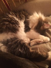 Да,мы в ответе)У нас кот.Вот этот негодяй)Гад редкостный,периодически обоссывает углы,требует открыть ему окно зимой в -20 истошными воплями,скачет ночью по нам и плевать ему,что спим,лезет во все тарелки во время нашей трапезы(видите ли у нас вкуснее)Но все равно,ни смотря ни на что)))так сильно его любим,что уже 14 лет эта сволочь откровенно господствует в нашем доме)