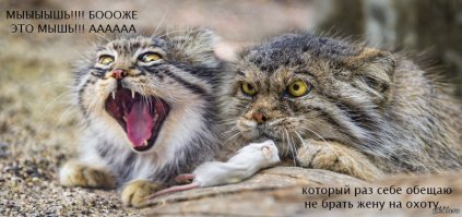 Найди кота на фотографии или настоящие мастера маскировки