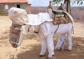 Осёл пчеловода