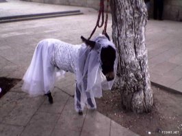 Живодерство или забота? Странная одежда для необычных животных 