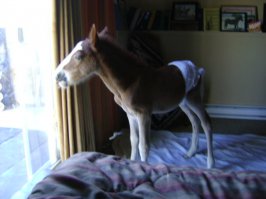 Живодерство или забота? Странная одежда для необычных животных 