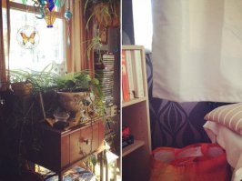 здесь 2 кота.