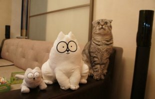 Найди кота на фотографии или настоящие мастера маскировки